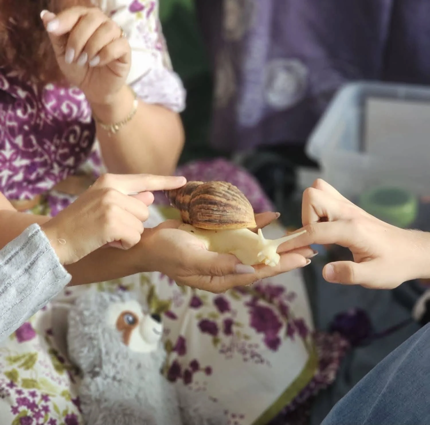 Aspersoterapia – kontakt ze ślimakiem afrykańskim