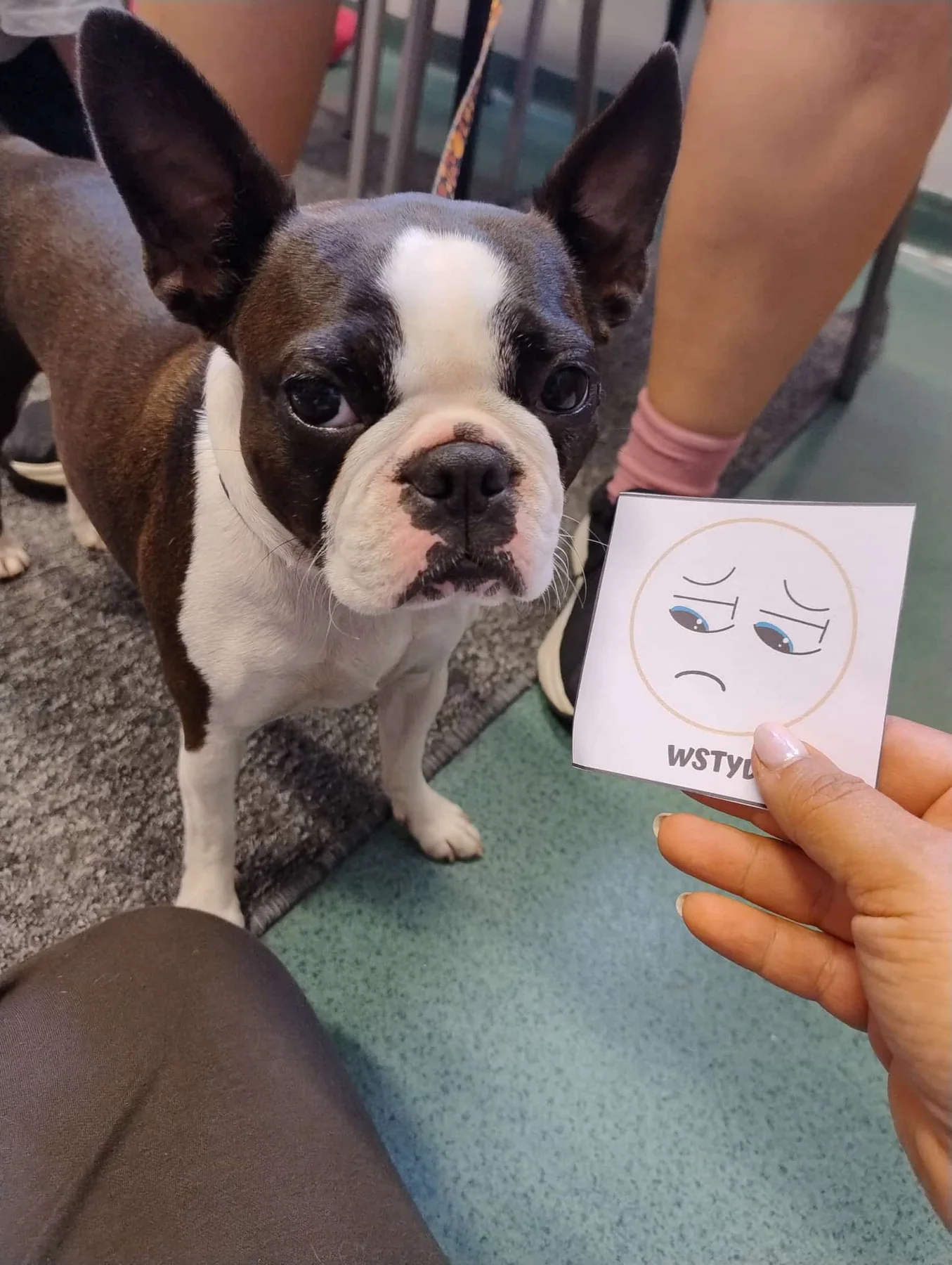 Nauka rozpoznawania emocji podczas dogoterapii