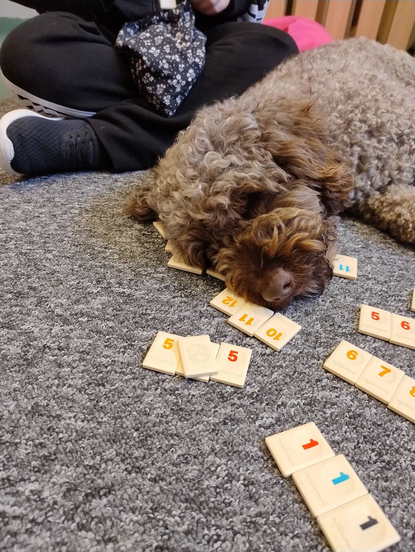 Dogoterapia